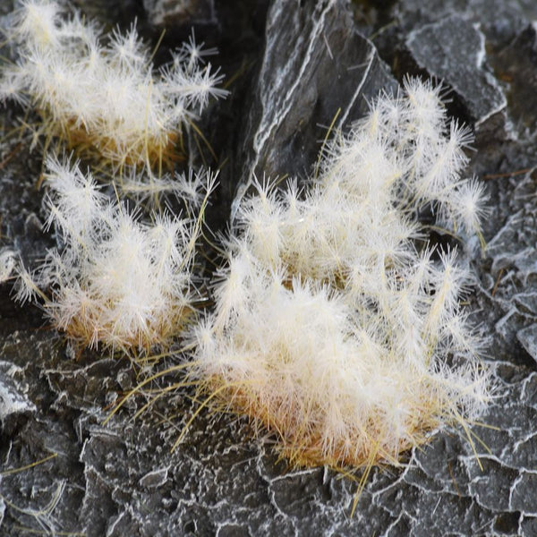 Spikey Winter - Wild