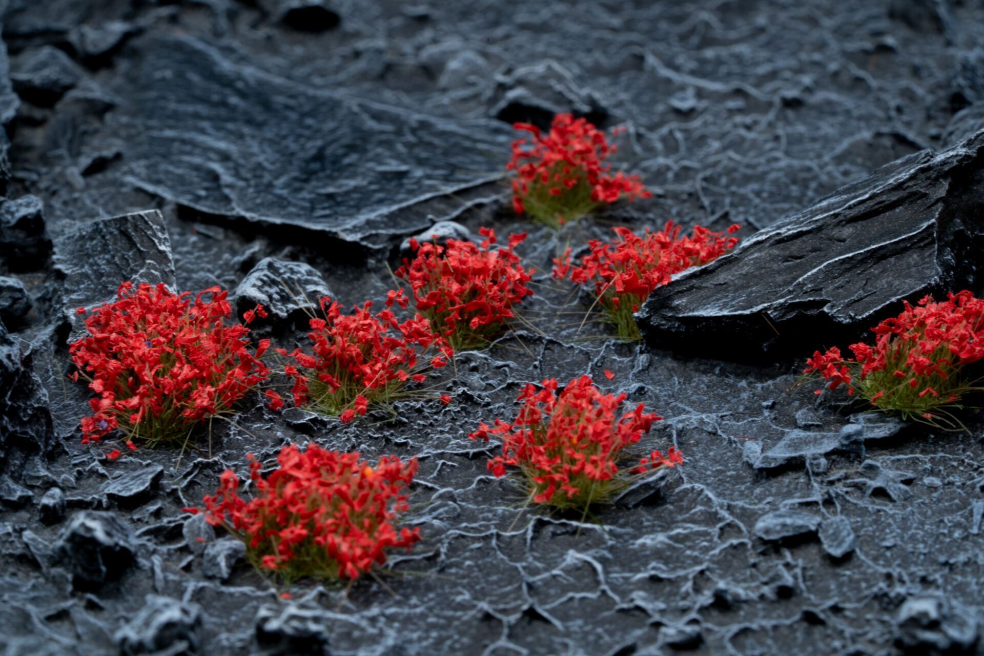 Red Flowers - Wild