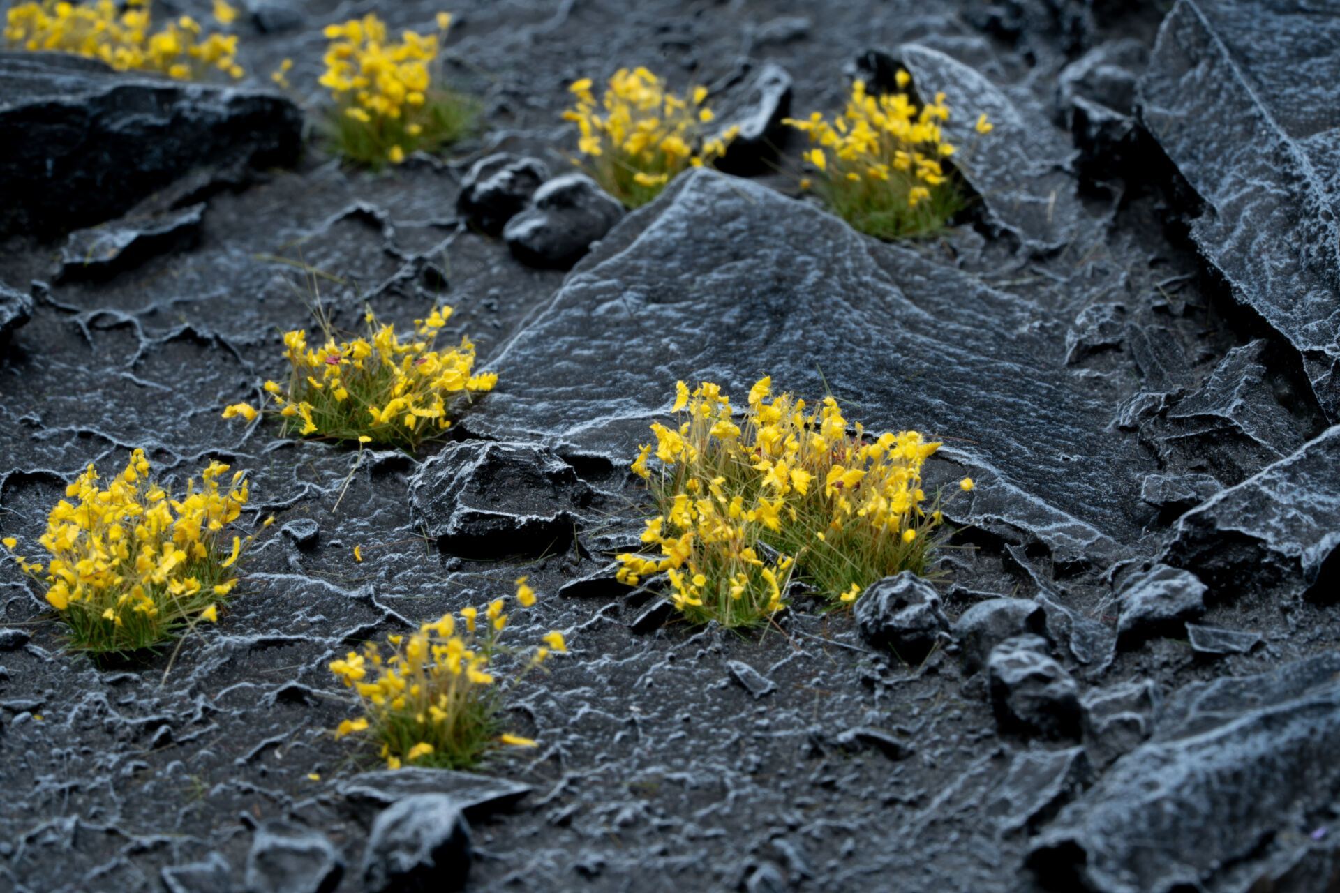 Yellow Flowers - Wild