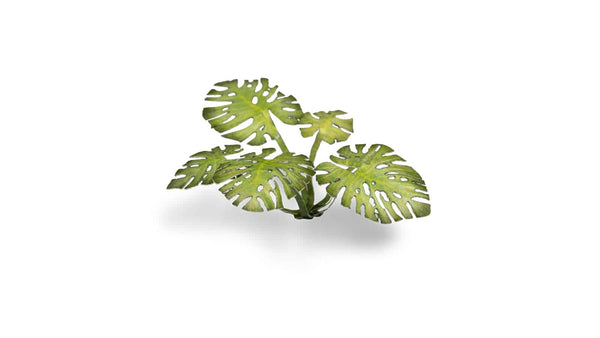 Laser Plants - Monstera